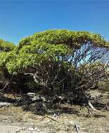Image of Eucalyptus calcareana C. D. Boomsma