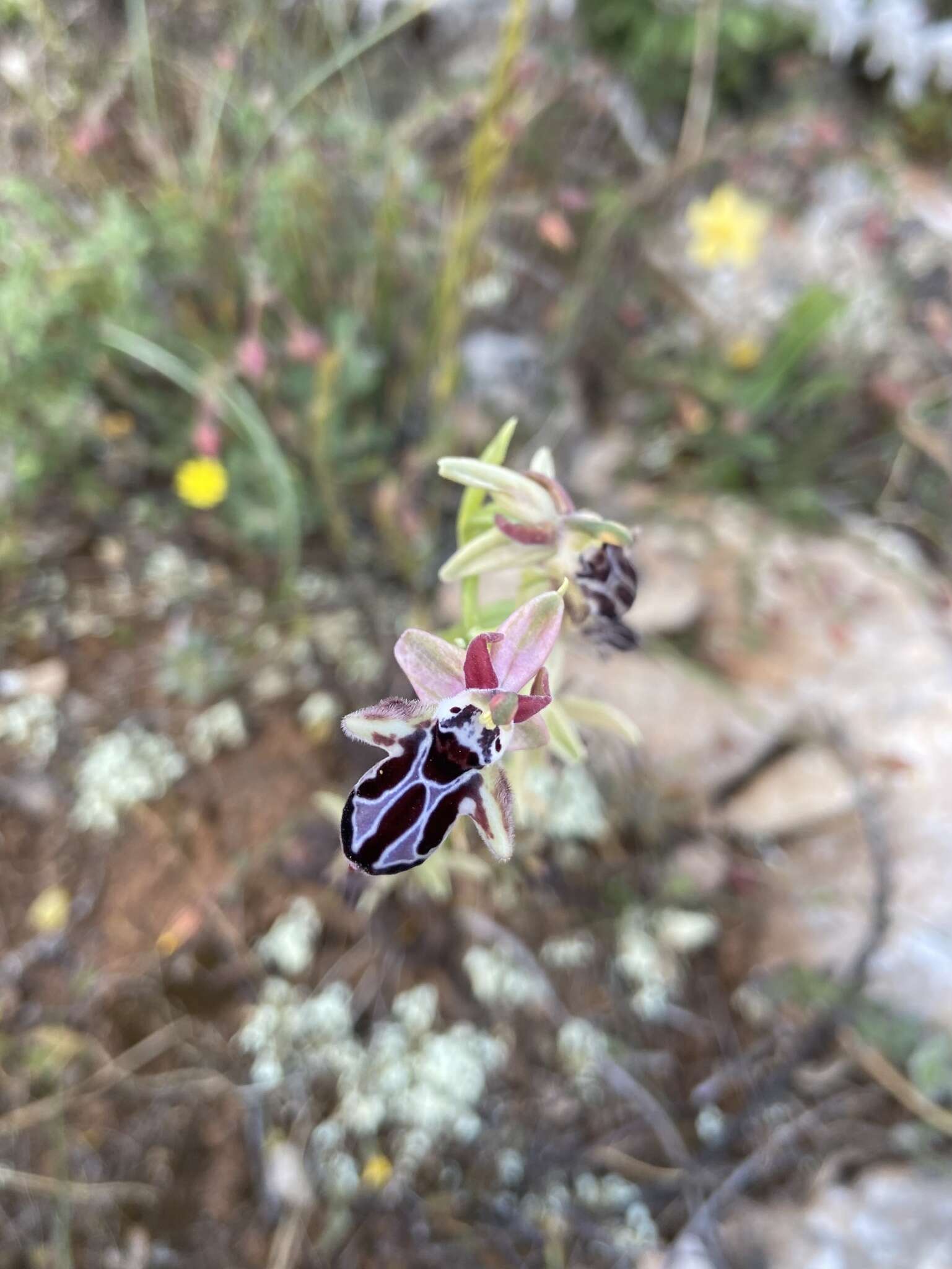 Image of Ophrys cretica subsp. cretica