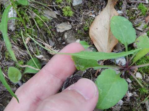 Image of Phyteuma scorzonerifolium Vill.