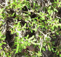 Image of bushy spikemoss