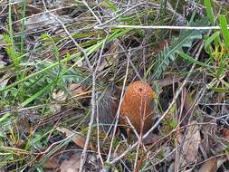 Image of Prostrate Banksia