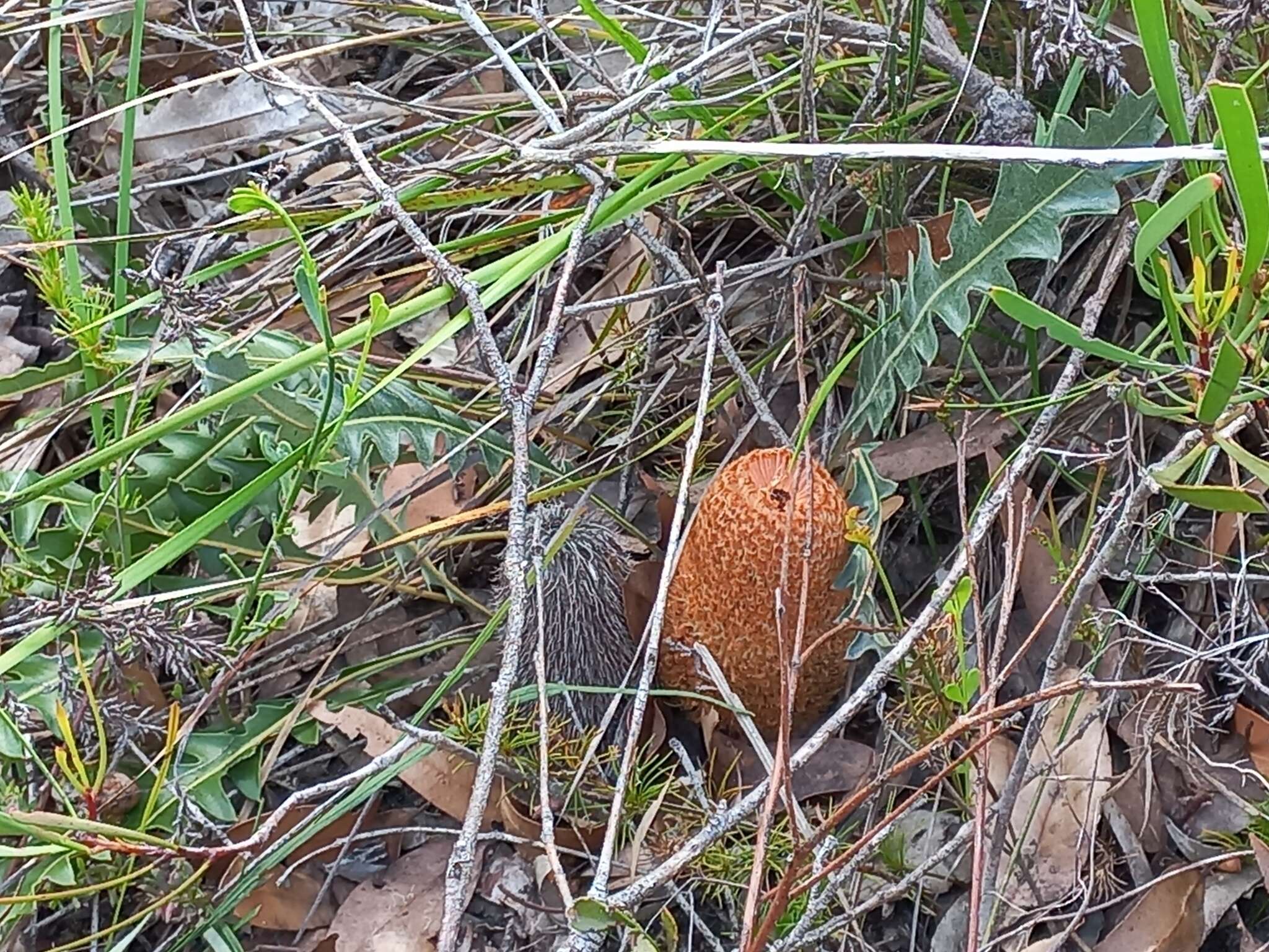 Imagem de Banksia gardneri A. S. George