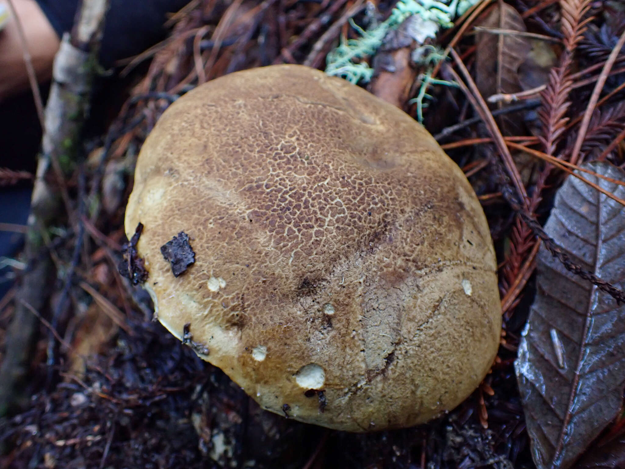 Imagem de Caloboletus rubripes (Thiers) Vizzini 2014