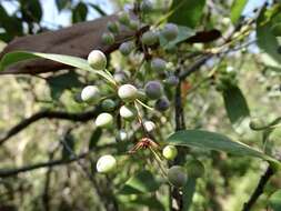 Image of Smilax glabra Roxb.