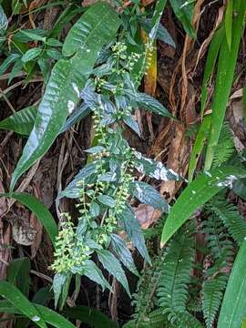 Image of Teucrium bidentatum Hemsl.