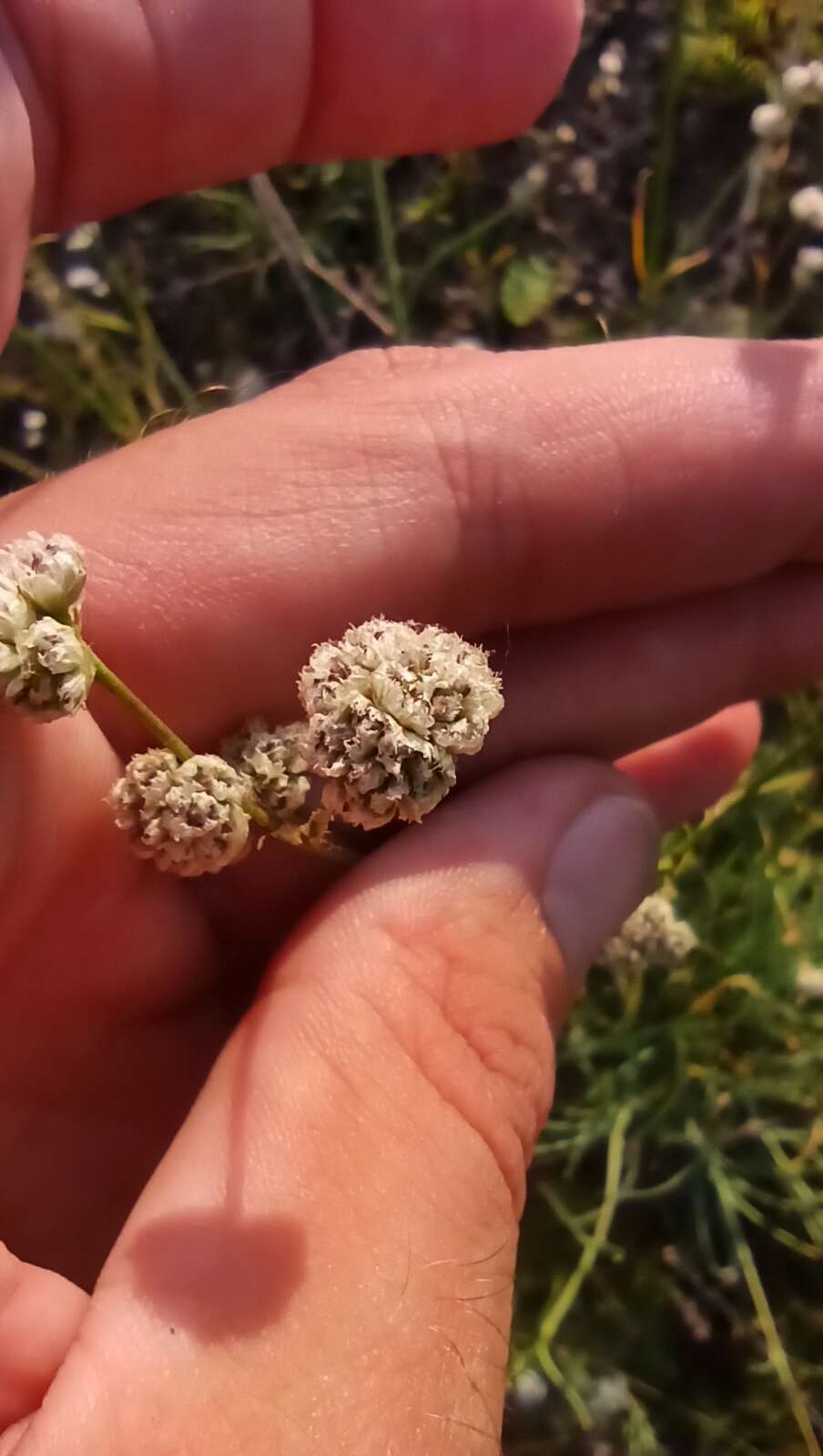 Слика од Gypsophila glomerata Pall. ex Bieb.