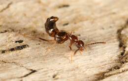 Image of Rove beetle