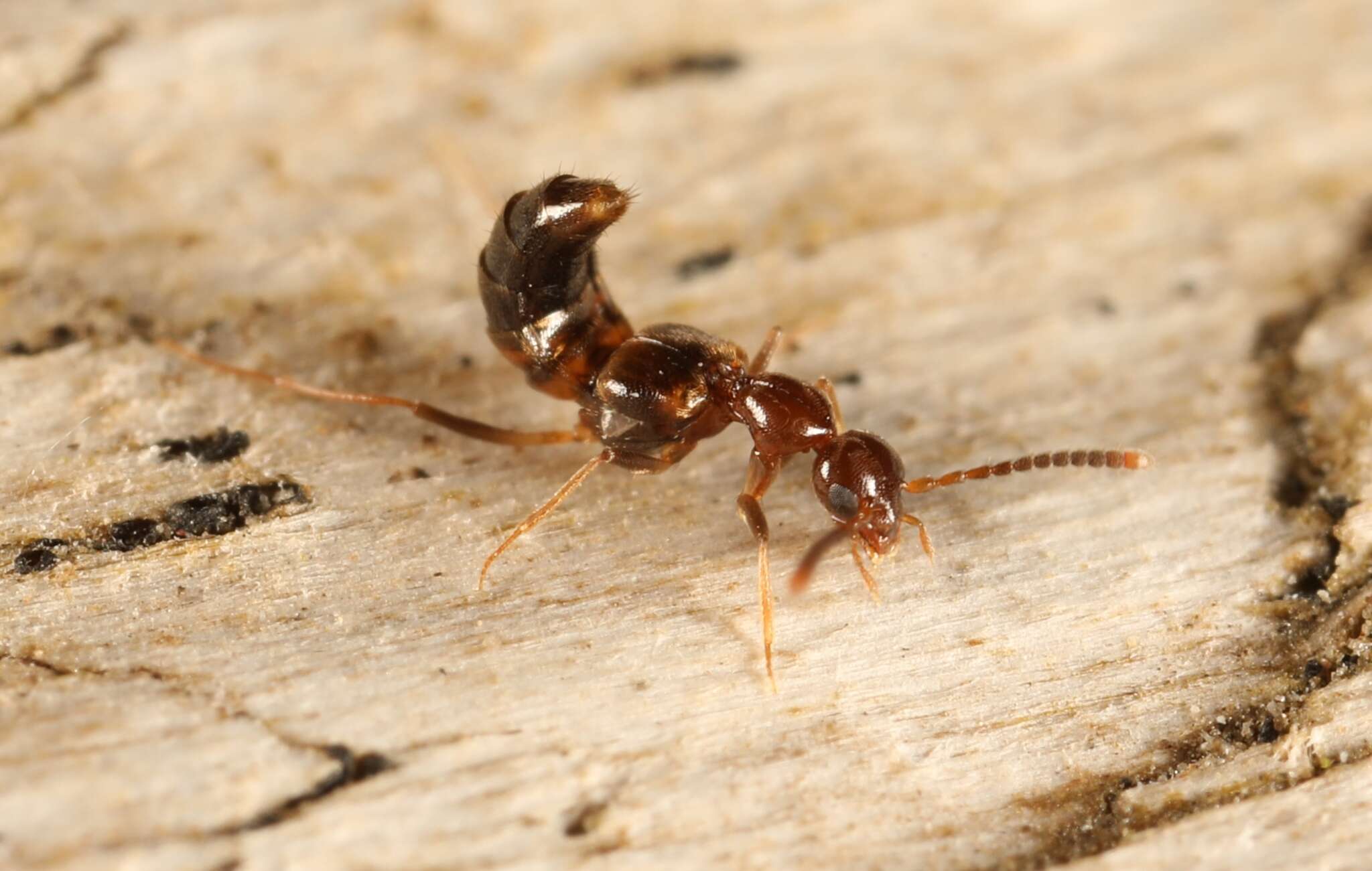 Image of Rove beetle