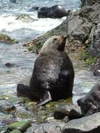 Image of Juan Fernández Fur Seal