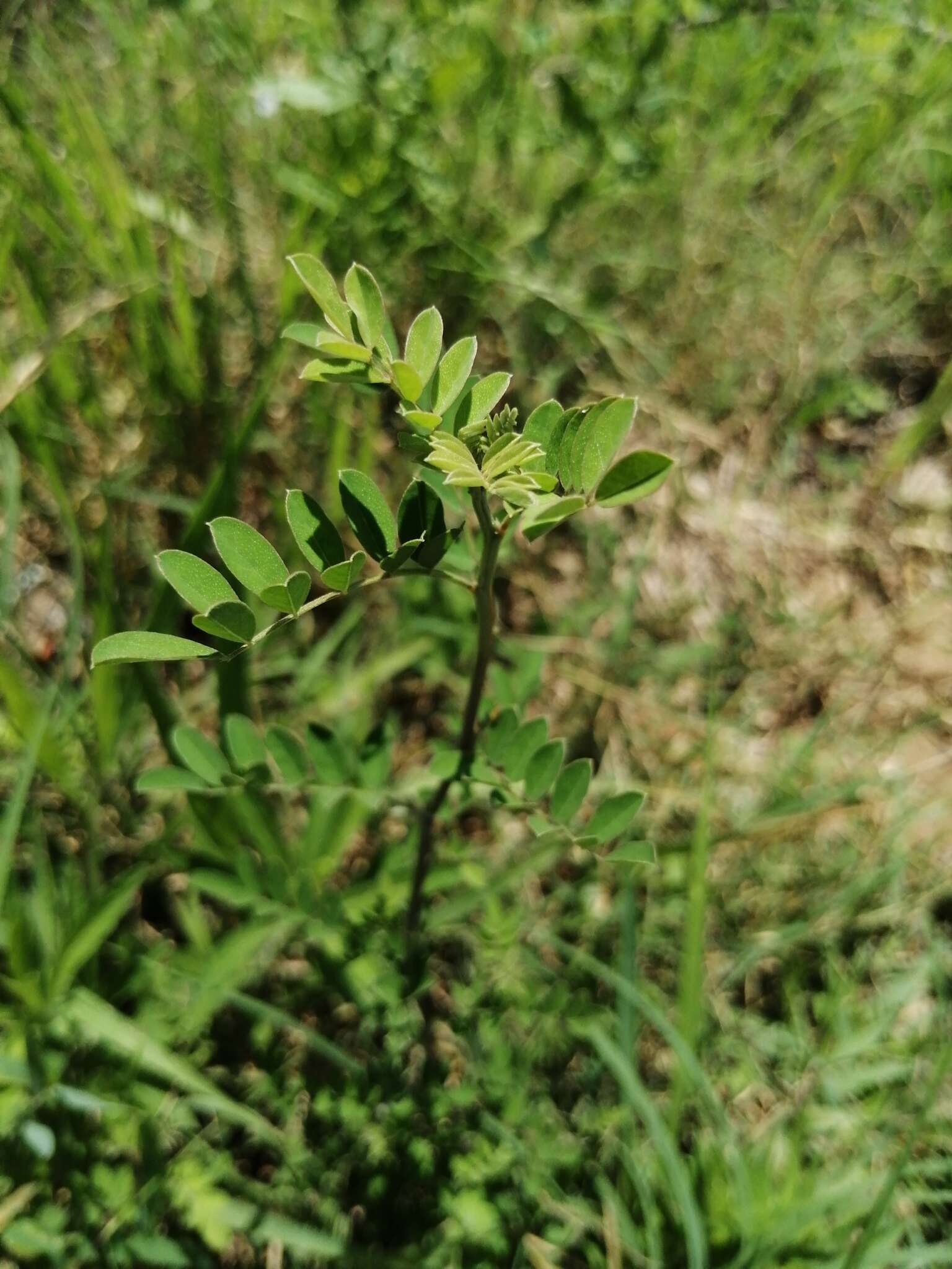 Sivun Indigofera bungeana Walp. kuva