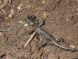 Image of Arboreal Salamander