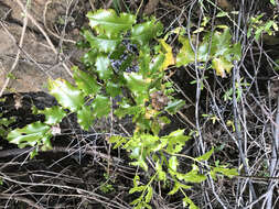 Image of Mahonia