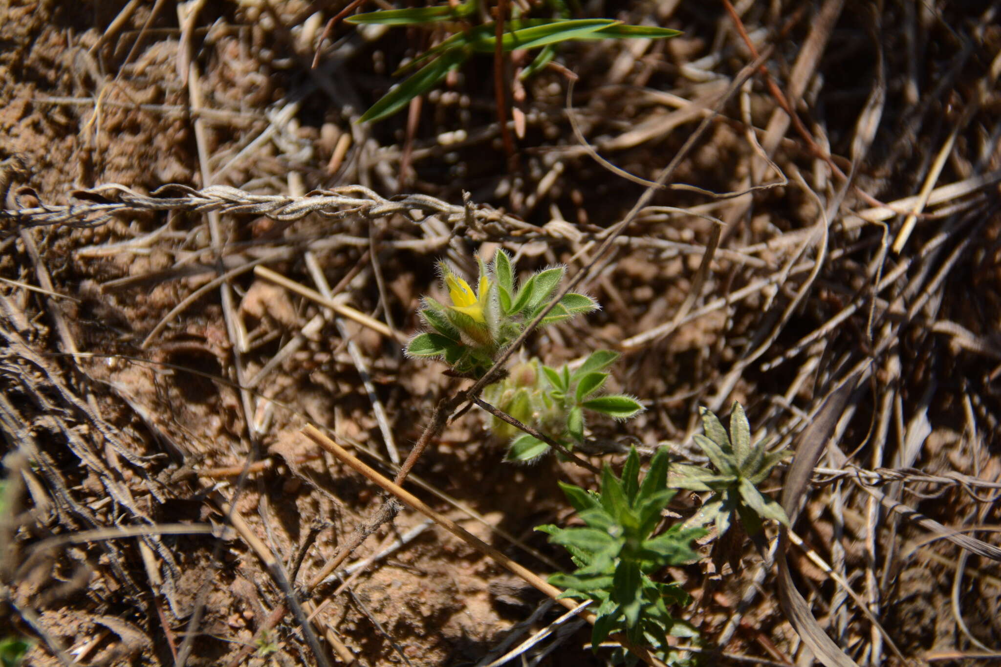 Imagem de Leobordea divaricata