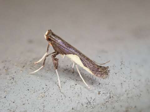 Image of Caloptilia belfragella (Chambers 1875)