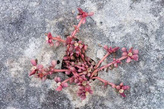 Image of tiny purslane