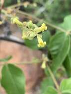 Imagem de Commiphora edulis (Klotzsch) Engl.