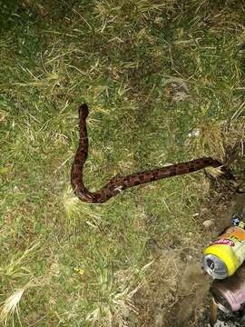 Image of Chinese Mountain Pit Viper