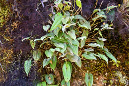 Image of Pleurothallis quitu-cara