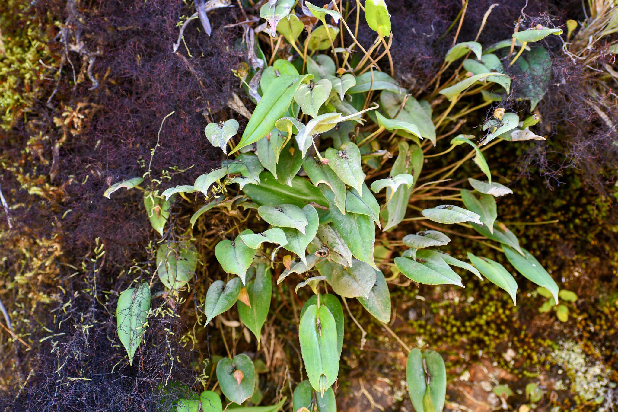 Pleurothallis quitu-cara的圖片