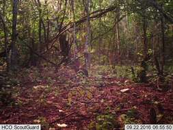 Image of Mexican Cottontail