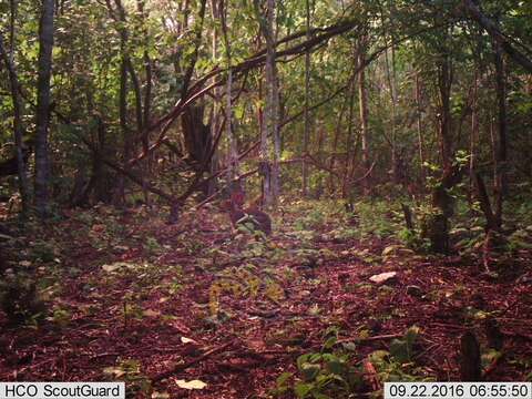 Image of Mexican Cottontail