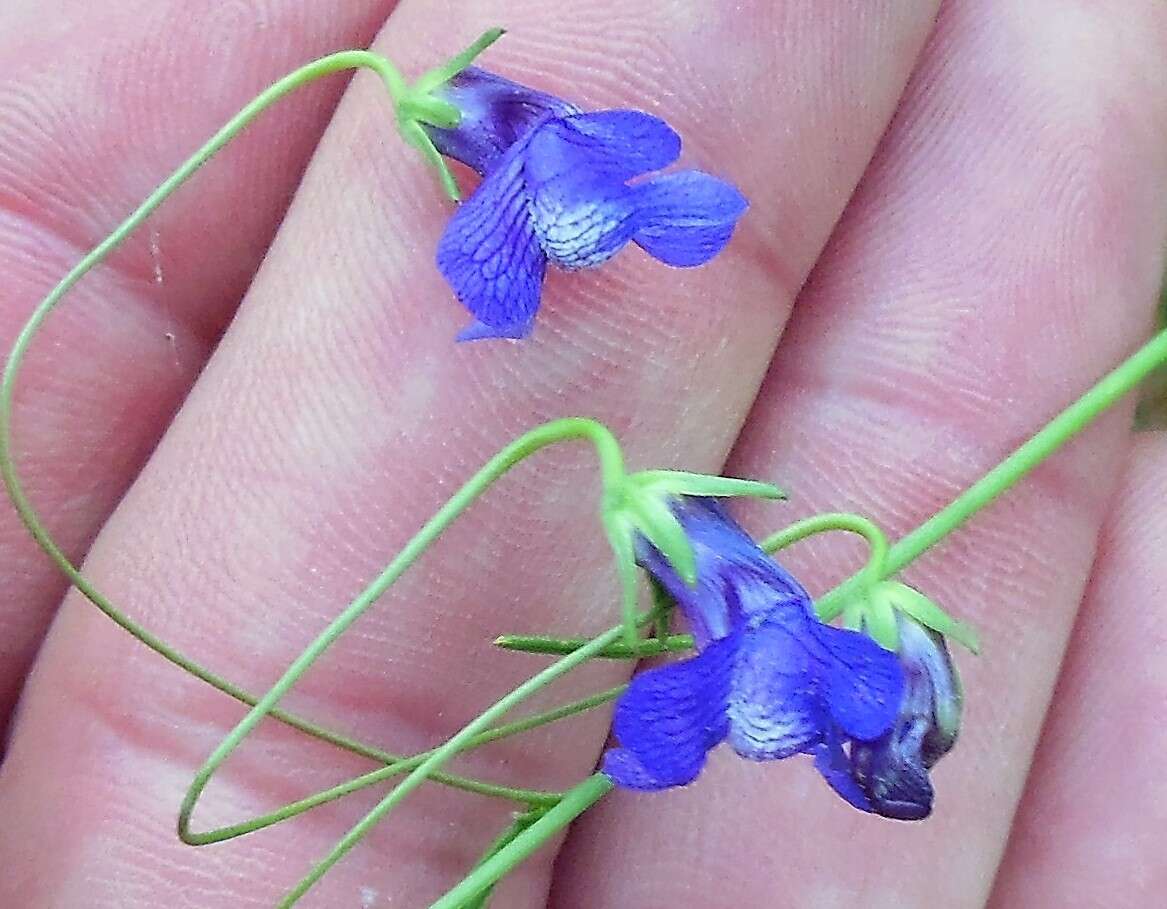 Imagem de Antirrhinum strictum (Hooker & Arnott) A. Gray