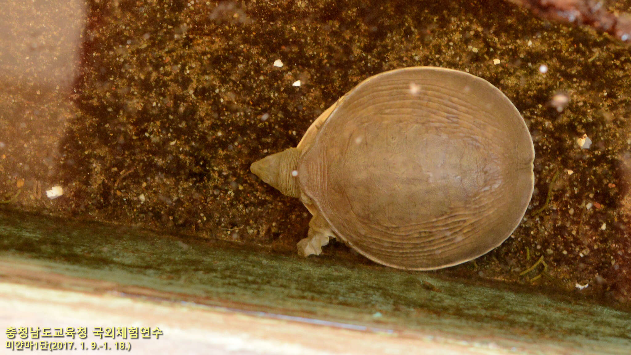 Image of Burmese Flapshell Turtle