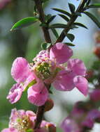 Слика од Leptospermum squarrosum Gaertn.