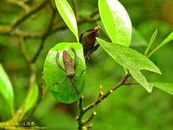 Image of Pseudomictis obtusispinus Xiong 1987