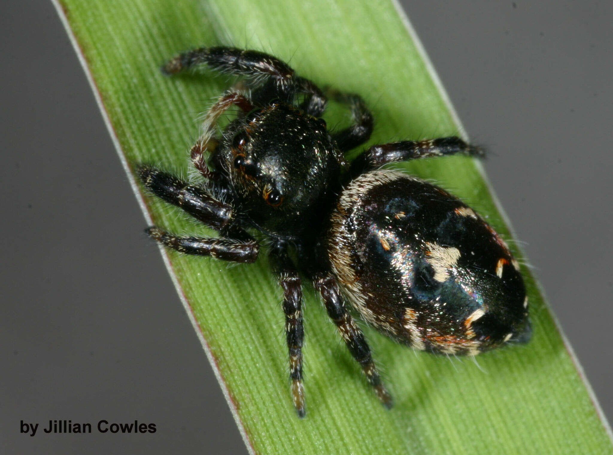 Image of Phidippus californicus Peckham & Peckham 1901