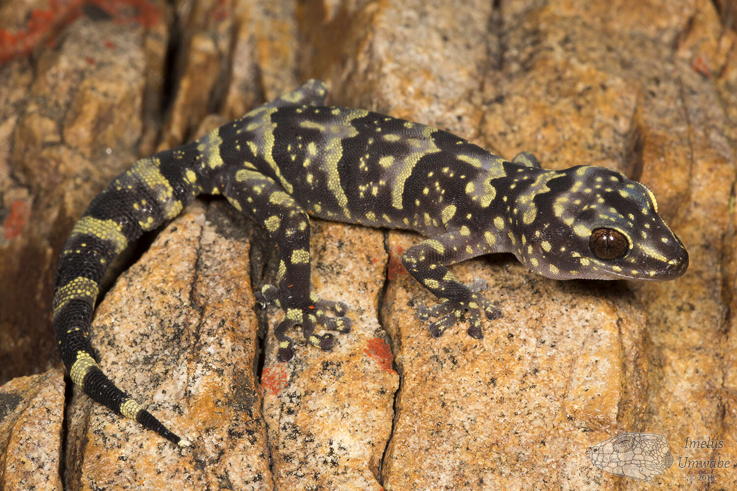 Image of Cape Rock Gecko