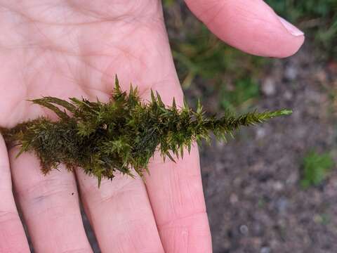 Image of giant calliergon moss