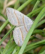 Sivun Scotopteryx mucronata Scopoli 1763 kuva