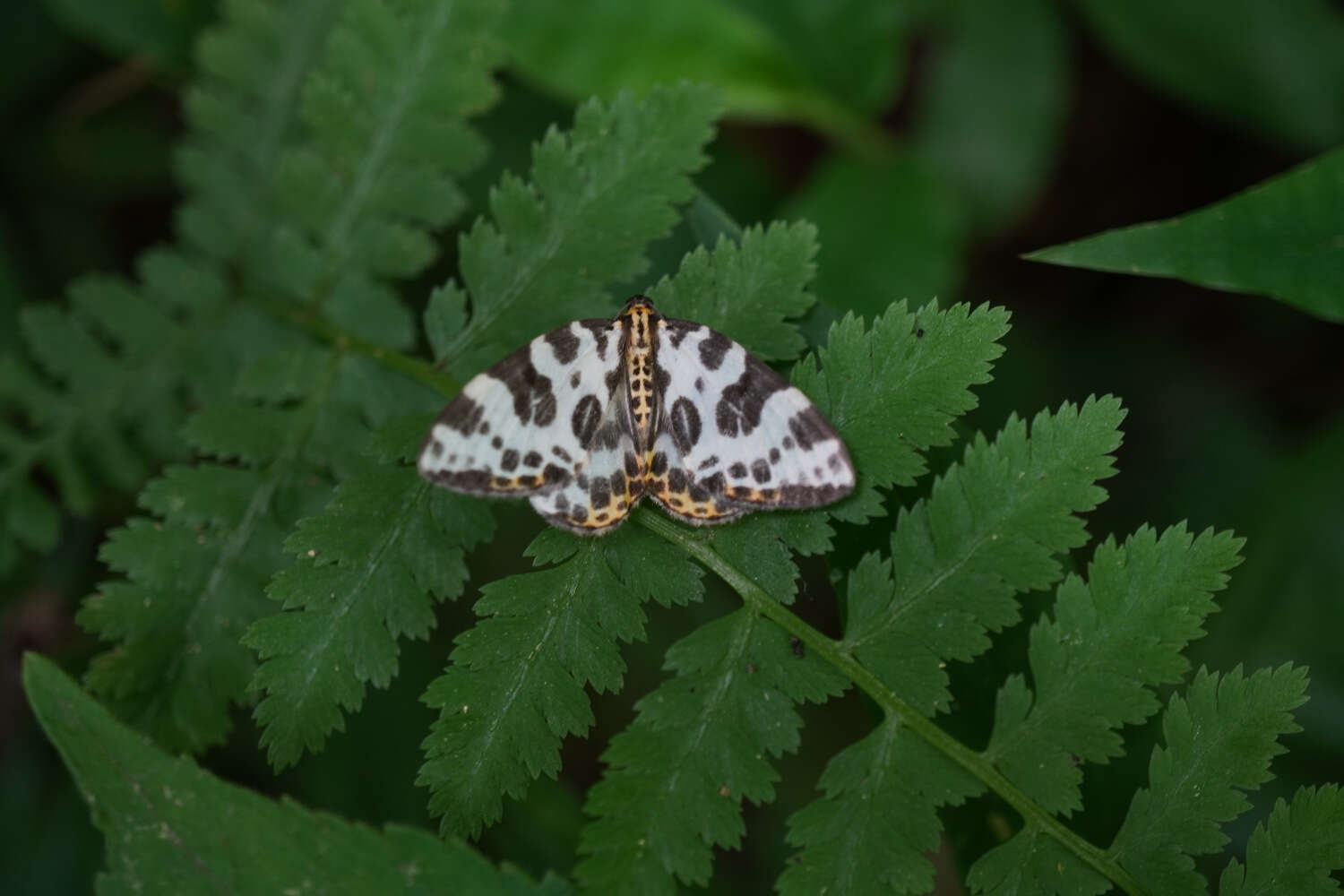 Plancia ëd Gandaritis whitelyi (Butler 1878)