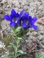 Image of Parry's gentian