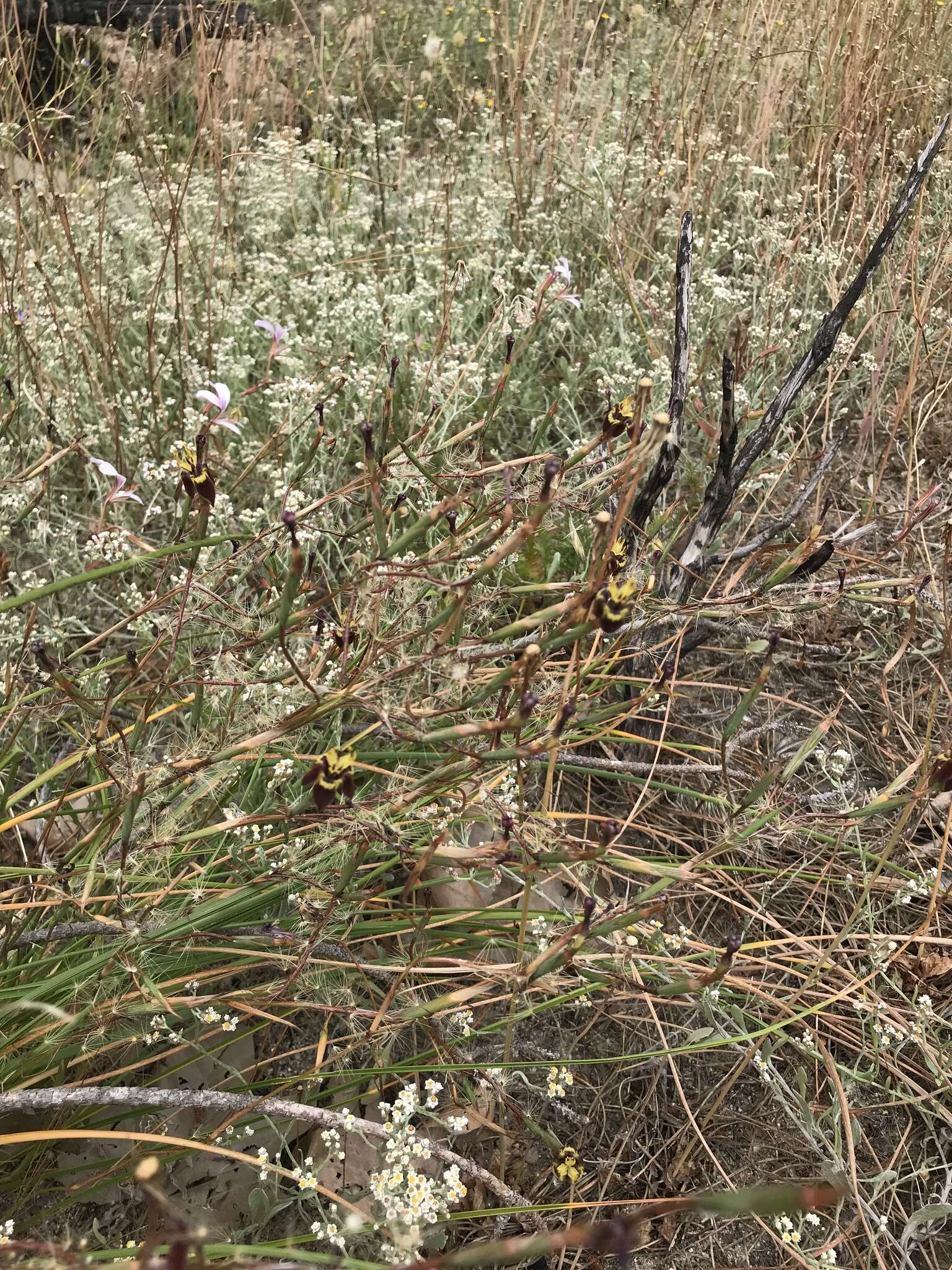 Image of Moraea inconspicua Goldblatt