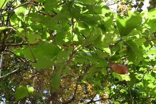 Image de Quercus segoviensis Liebm.