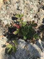 Imagem de Potentilla ancistrifolia Bunge