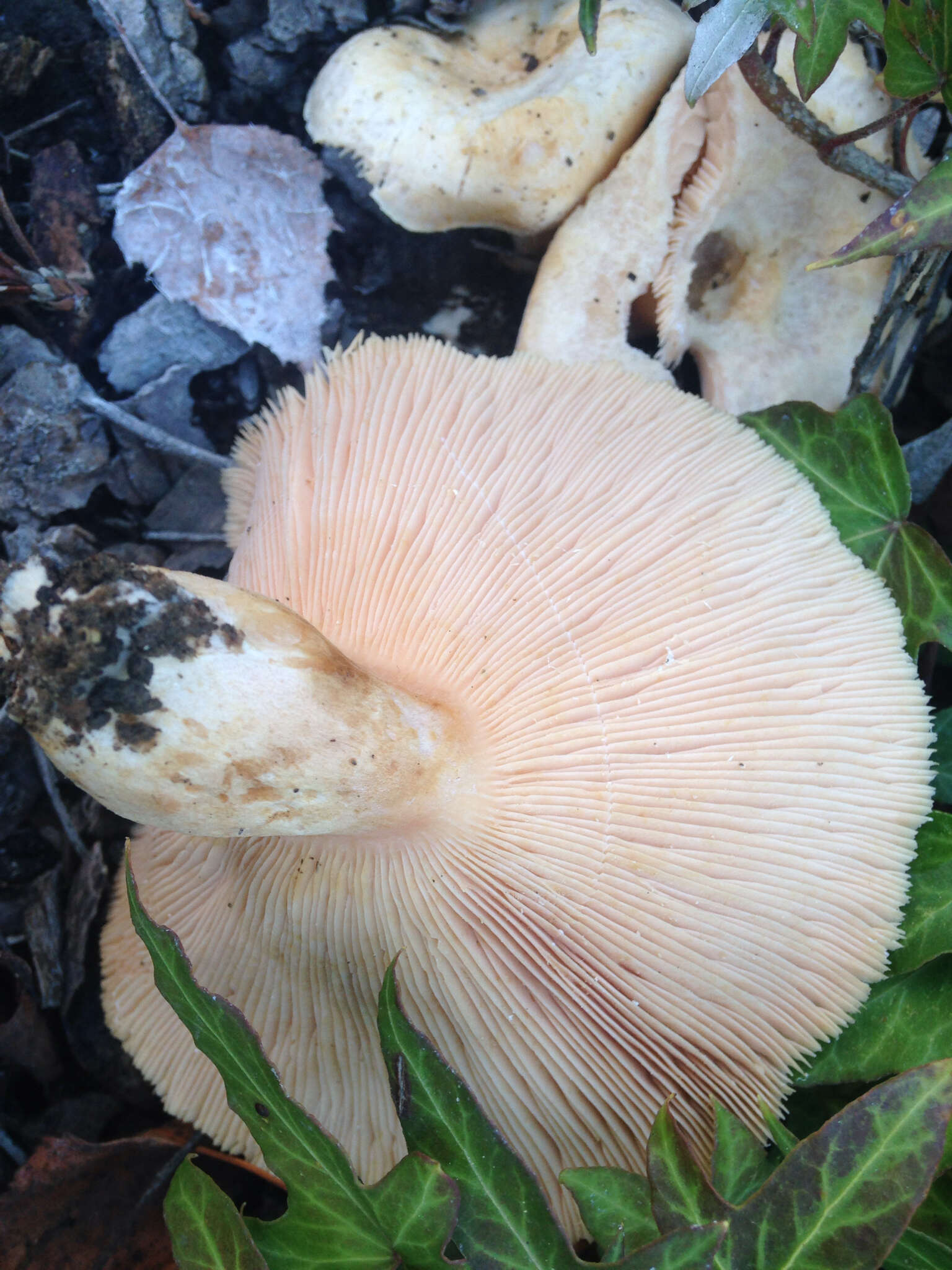 Image of Downy milkcap