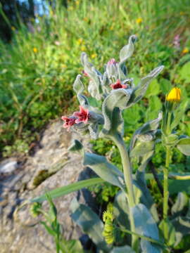 Plancia ëd Boraginaceae