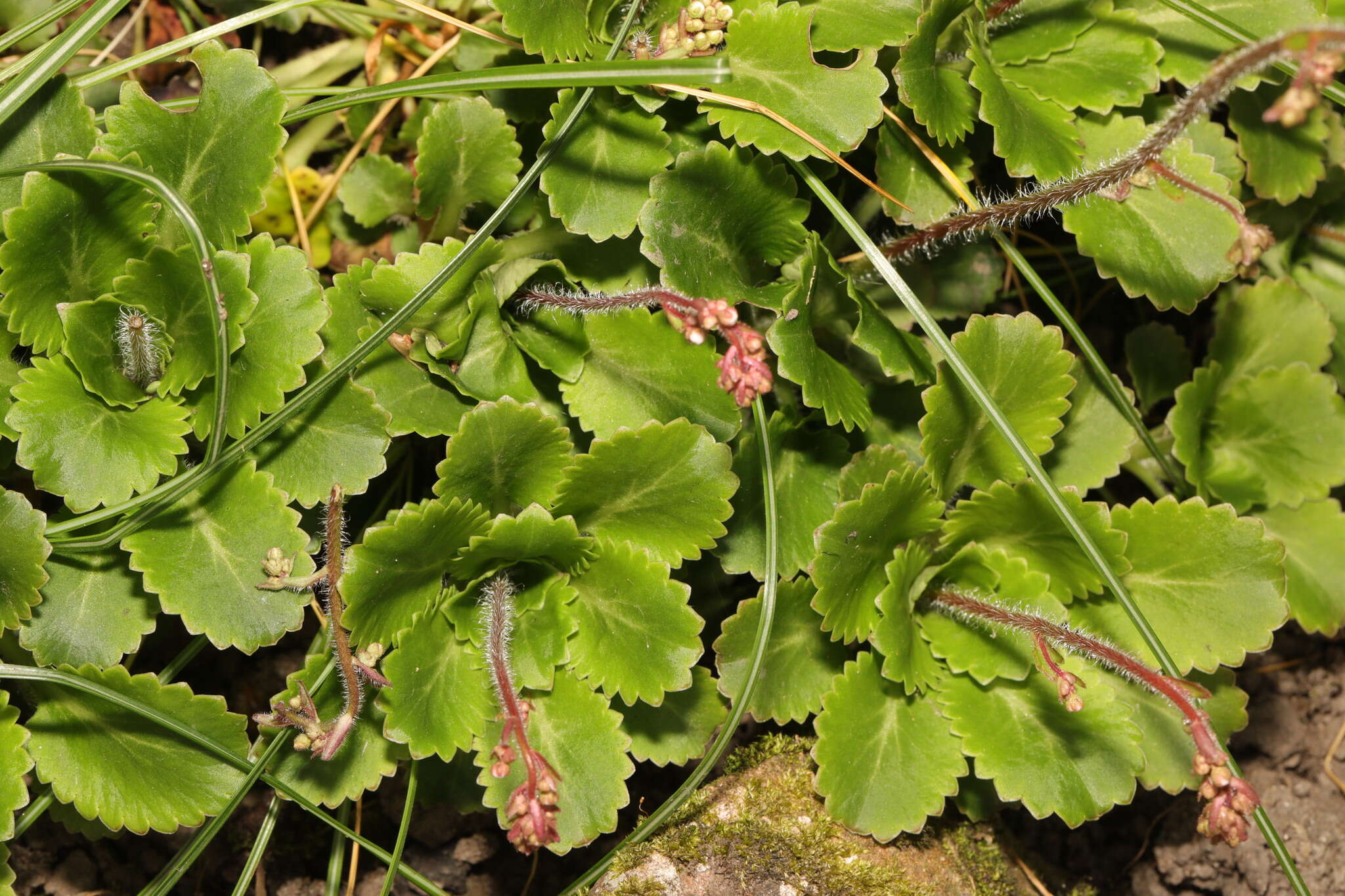 Image of Saxifraga urbium D. A. Webb