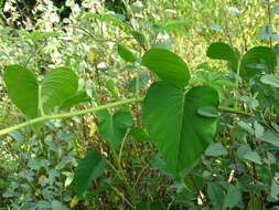 Ipomoea carnea subsp. carnea resmi