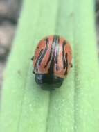 Image of Calligrapha (Calligrapha) sigmoidea (J. L. Le Conte 1859)