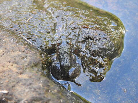 Image of Fanged River Frog