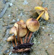 Image of Mycena atkinsoniana A. H. Sm. 1947