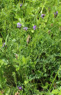 Image of Astragalus danicus Retz.