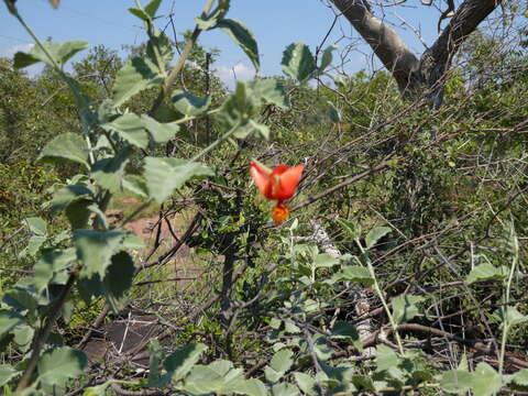 Hibiscus waterbergensis Exell的圖片