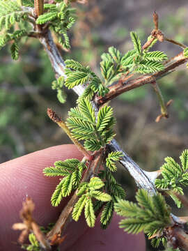 Plancia ëd Mimosa aculeaticarpa Ortega