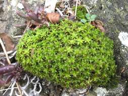 Image of great hairy screw-moss