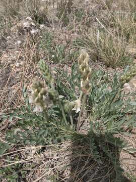 Image of white locoweed